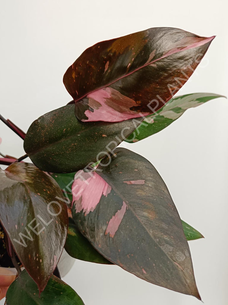 Philodendron pink princess