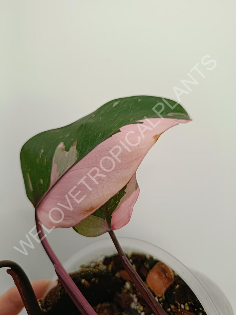 Philodendron pink princess