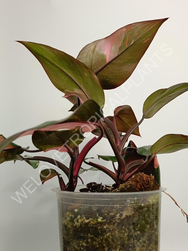 Philodendron pink princess