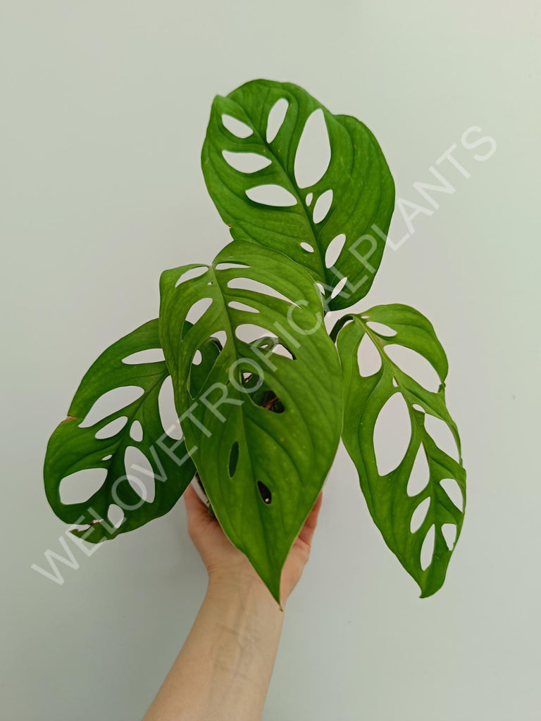 Monstera epipremnoides esqueleto