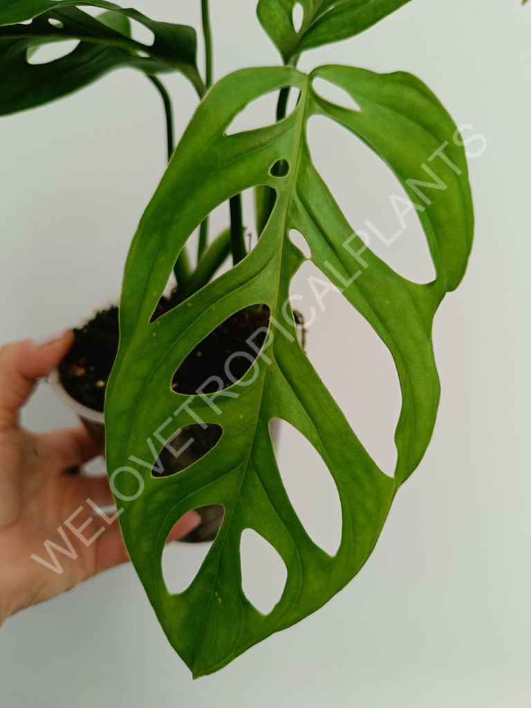 Monstera epipremnoides esqueleto