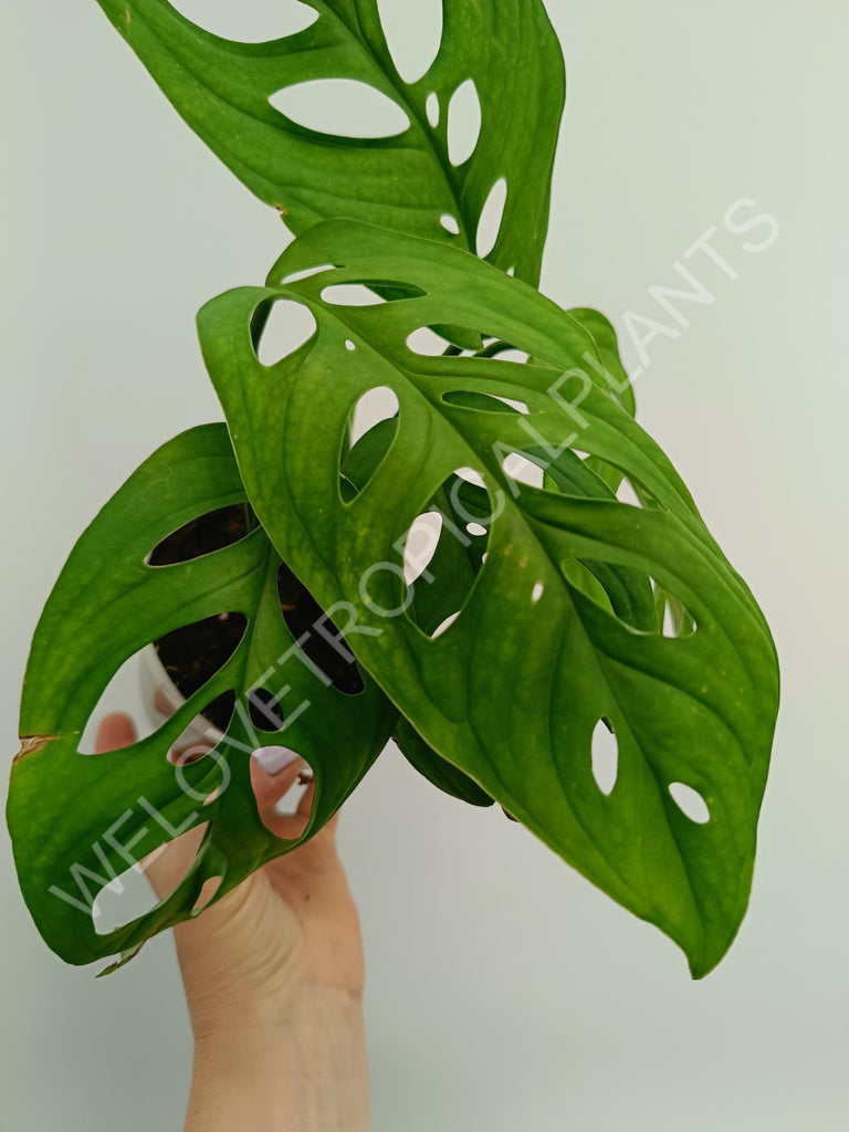 Monstera epipremnoides esqueleto