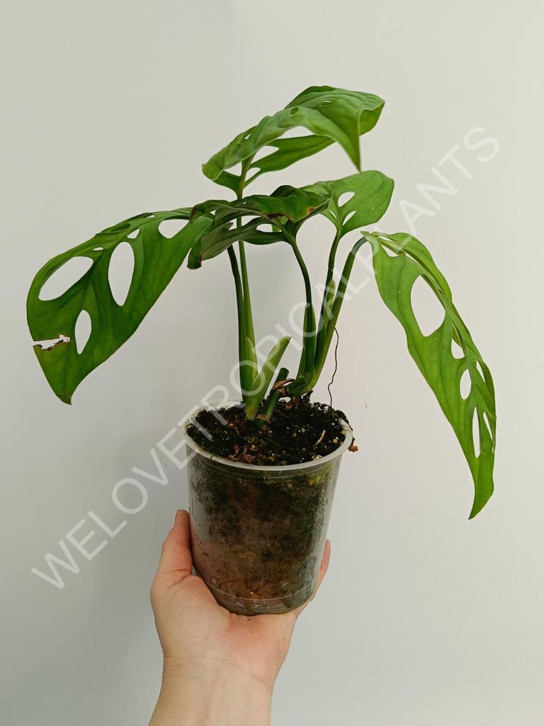 Monstera epipremnoides esqueleto