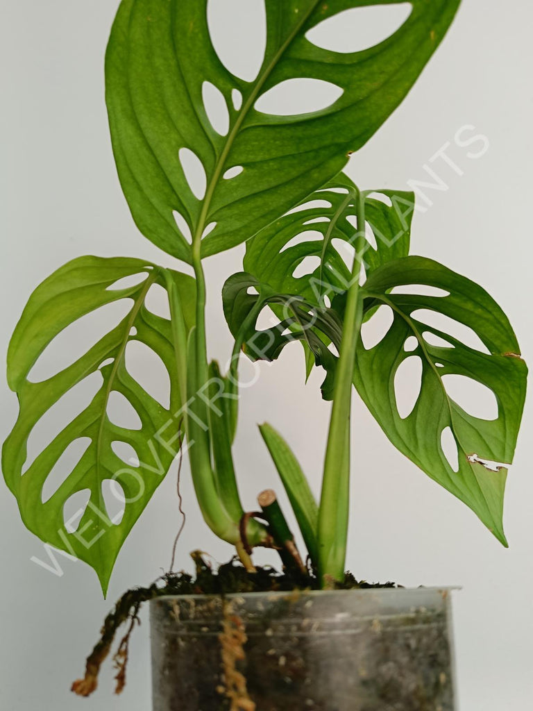 Monstera epipremnoides esqueleto