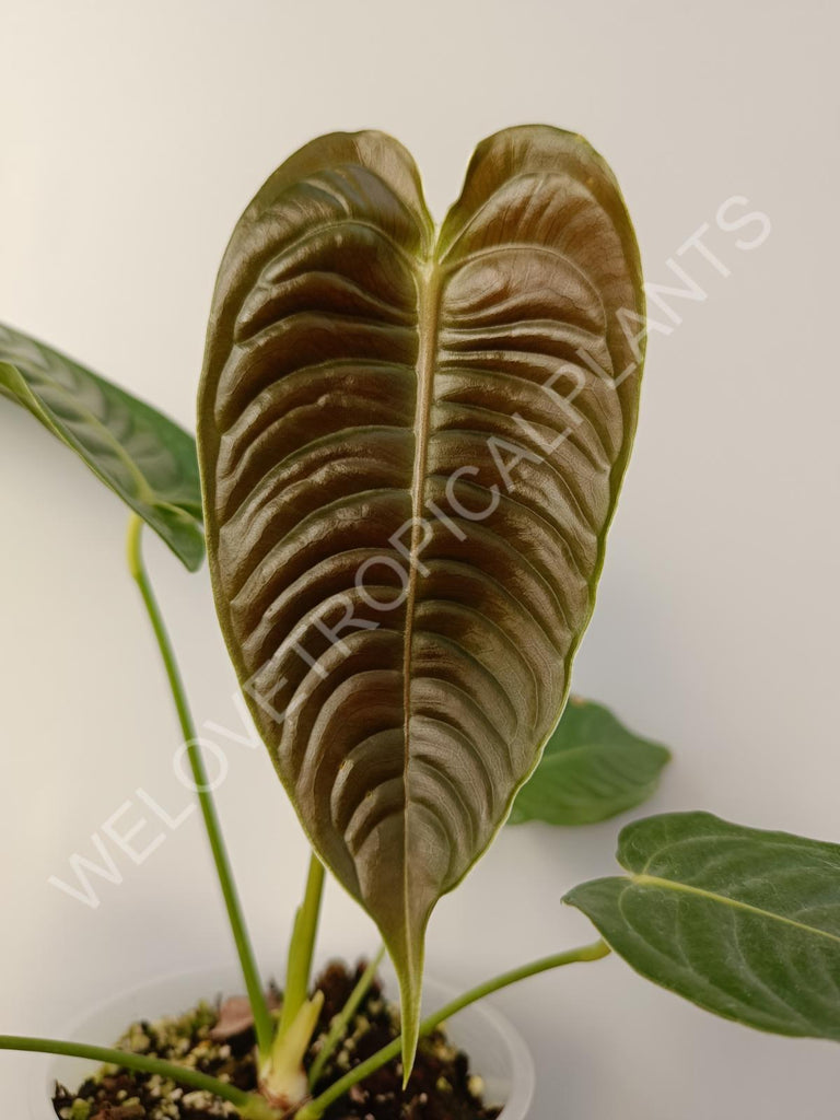 Anthurium veitchii narrow