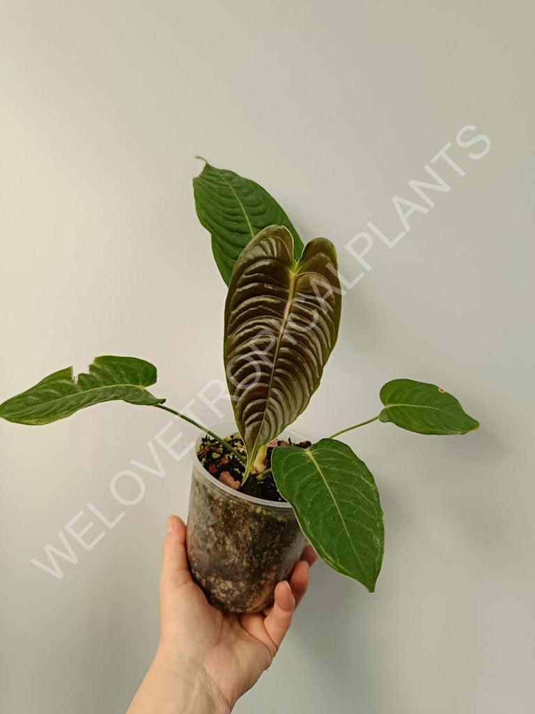 Anthurium veitchii narrow