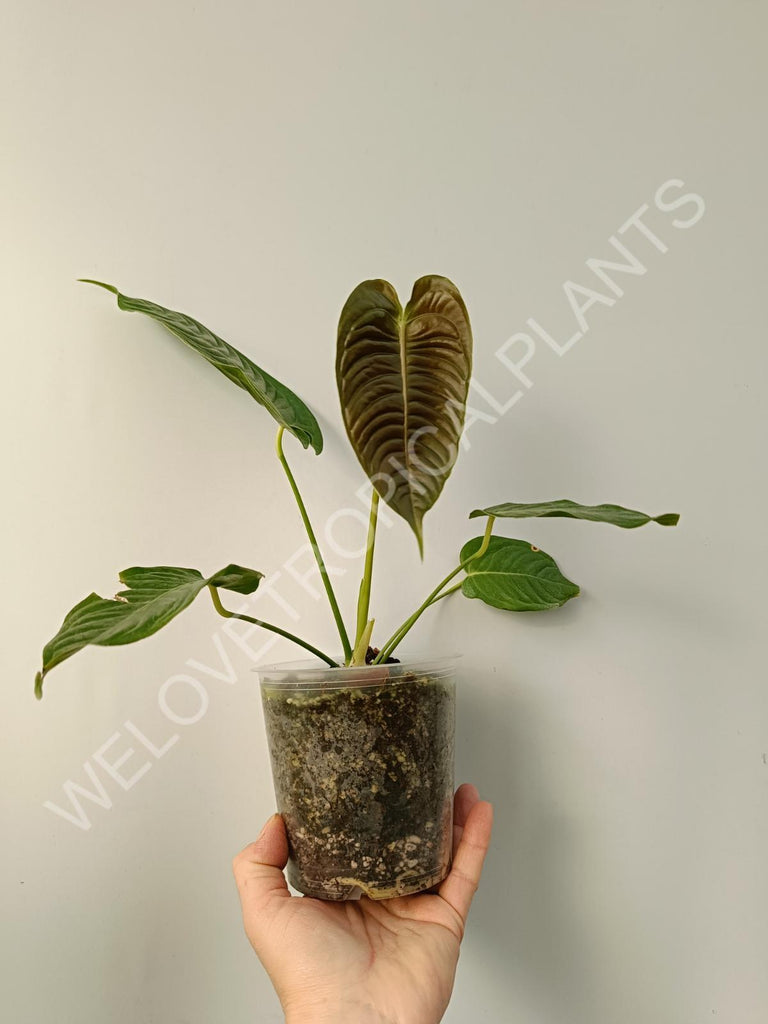 Anthurium veitchii narrow