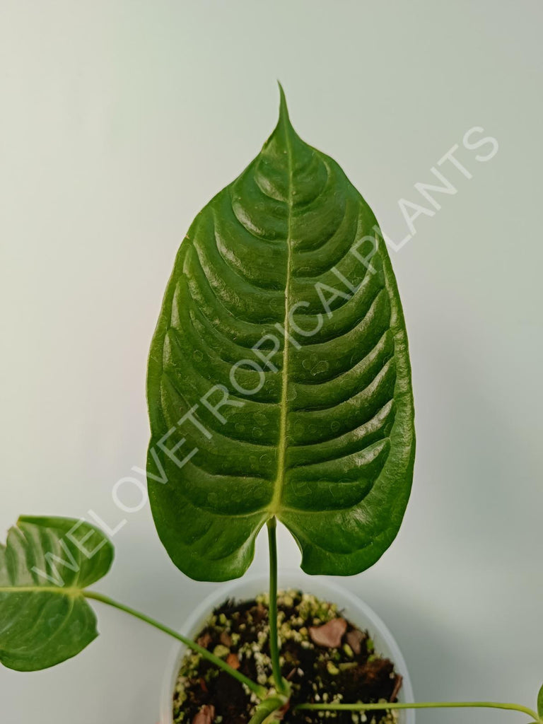 Anthurium veitchii narrow