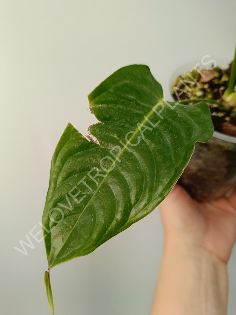 Anthurium veitchii narrow