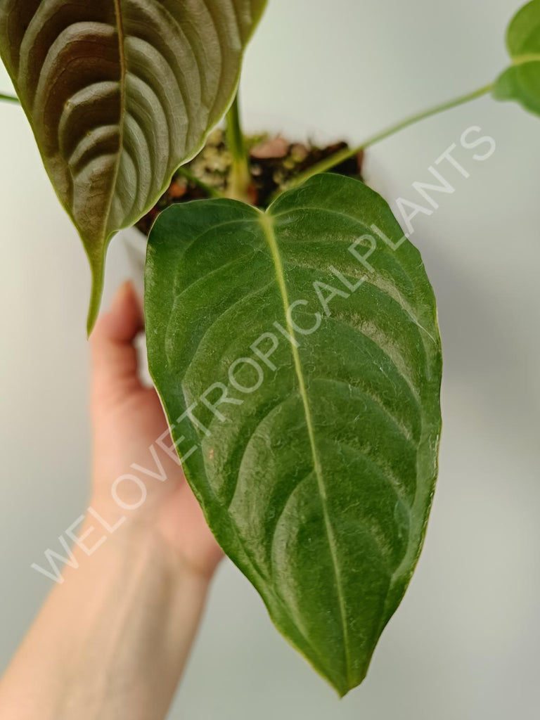 Anthurium veitchii narrow