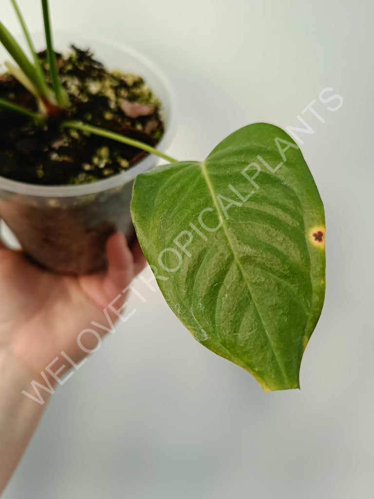 Anthurium veitchii narrow