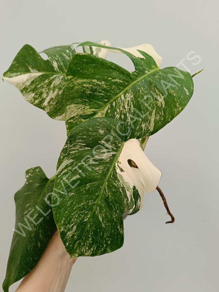 Monstera variegata albo