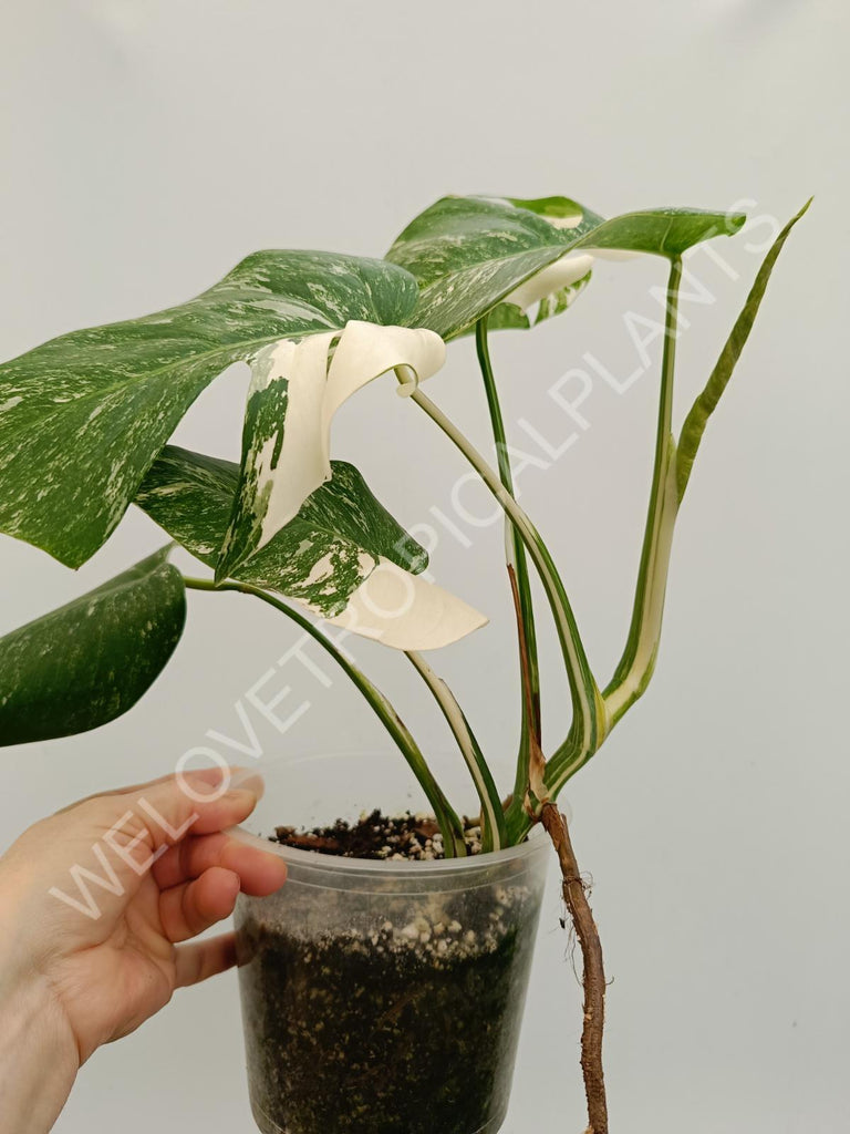 Monstera variegata albo