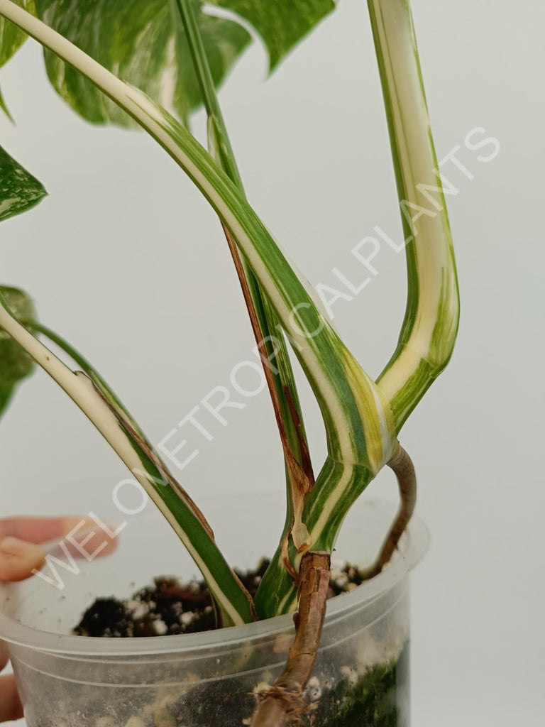 Monstera variegata albo