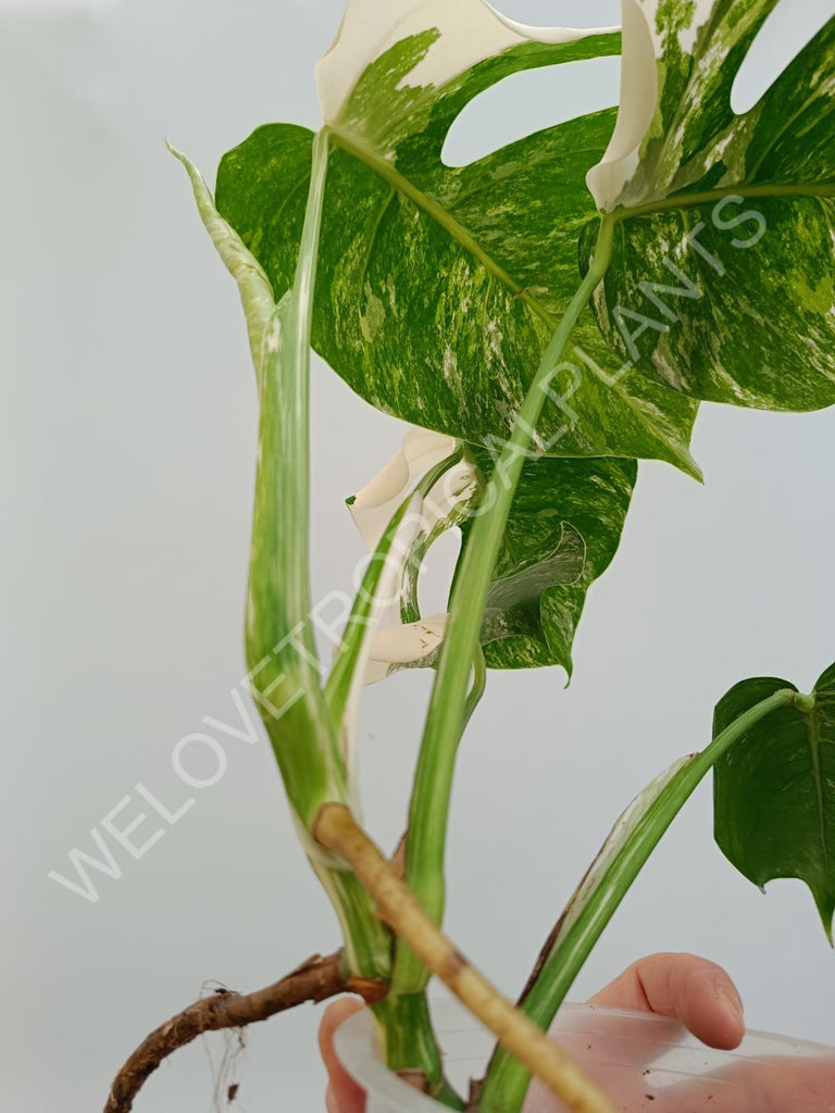 Monstera variegata albo