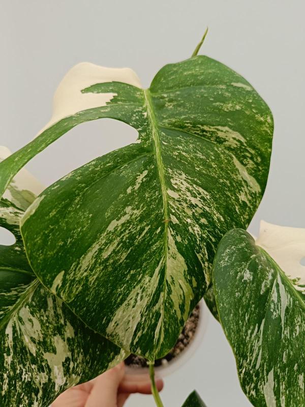 Monstera variegata albo