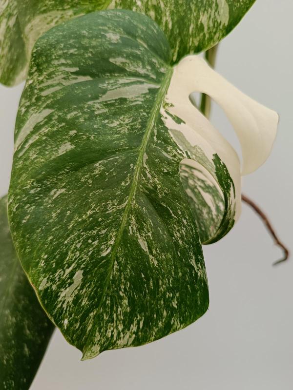 Monstera variegata albo