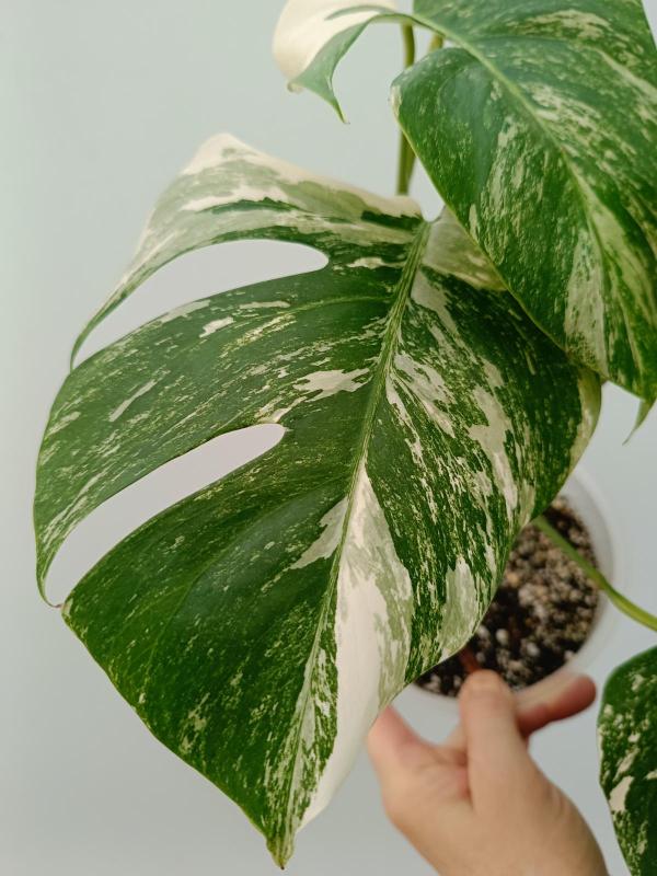 Monstera variegata albo