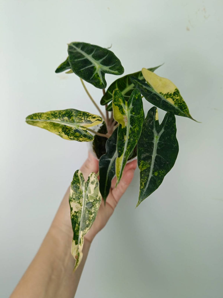 Alocasia bambino variegata aurea