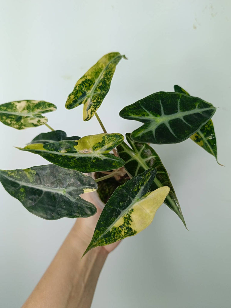 Alocasia bambino variegata aurea