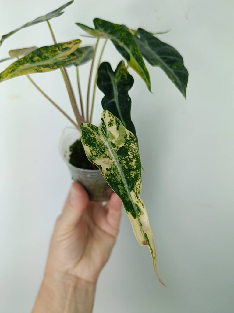 Alocasia bambino variegata aurea