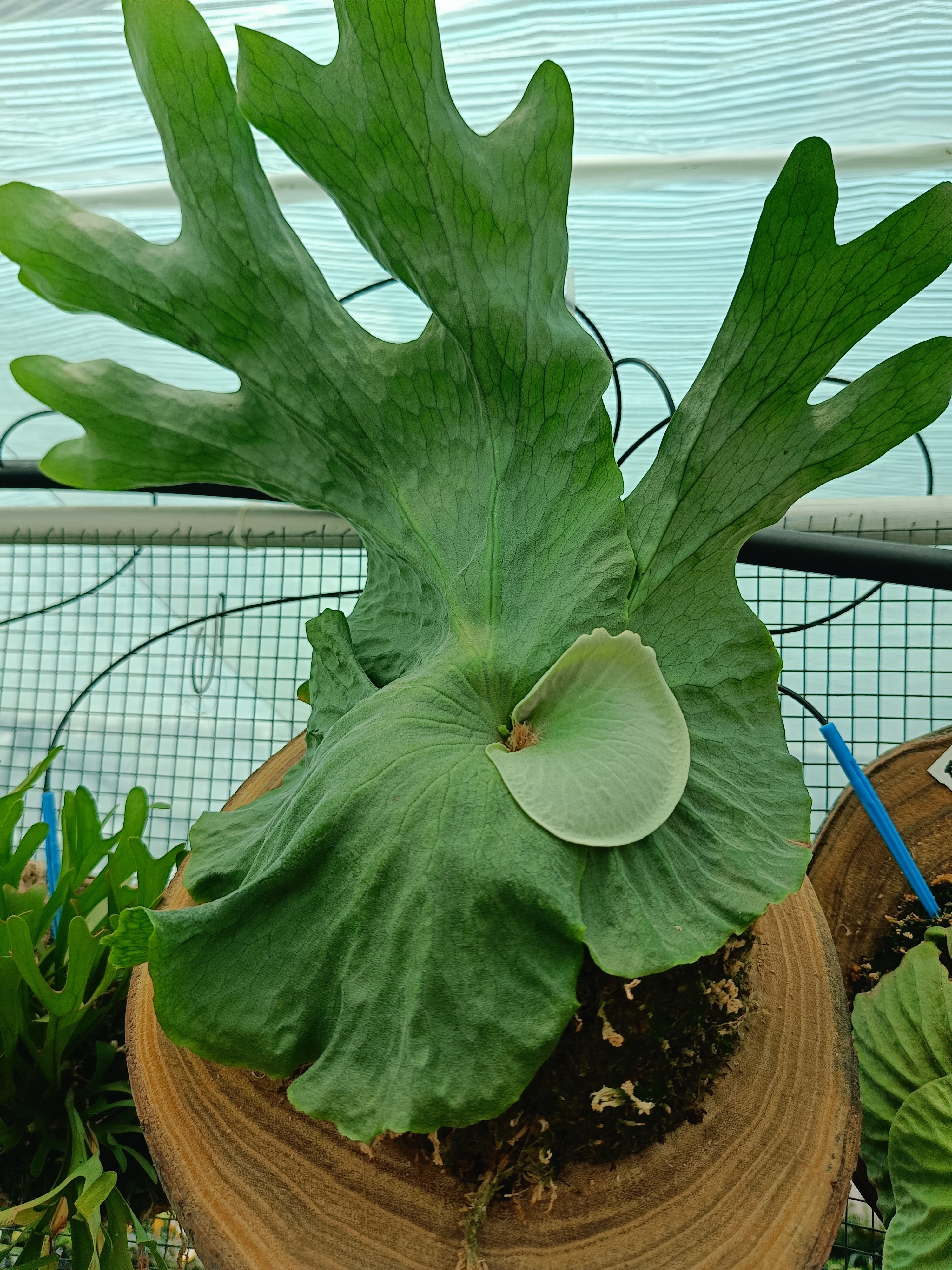 Platycerium willinckii 'Jade Girl' Staghorn Fern – Carnivero
