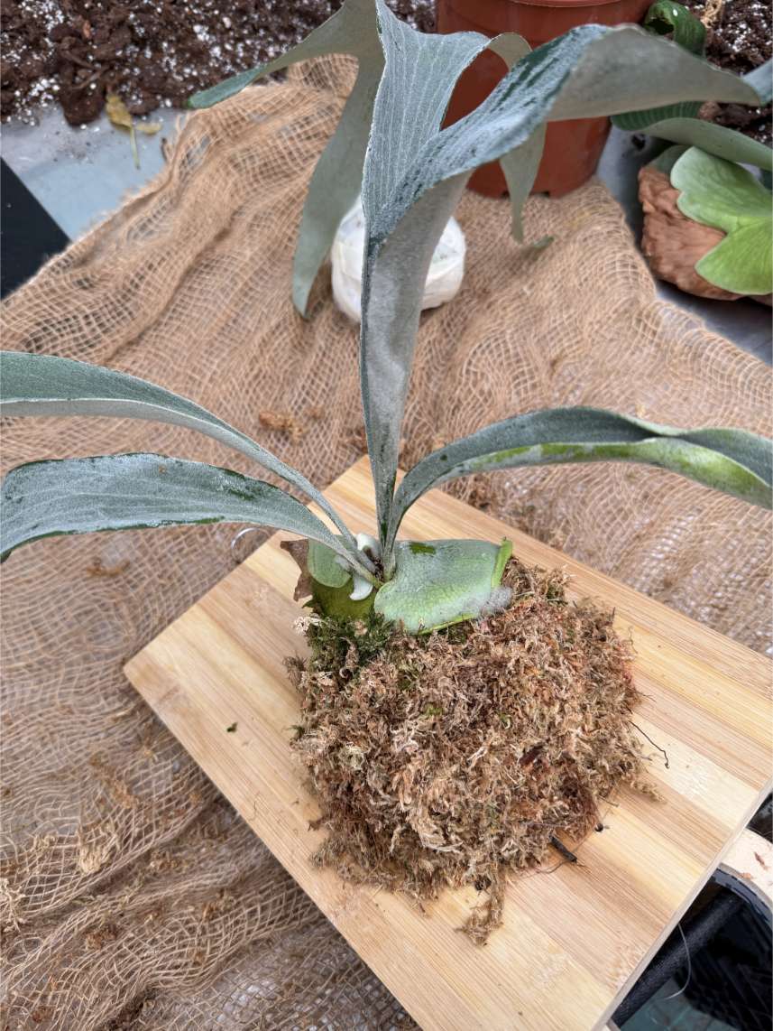 Mounting on the board (platycerium) | Welovetropicalplants