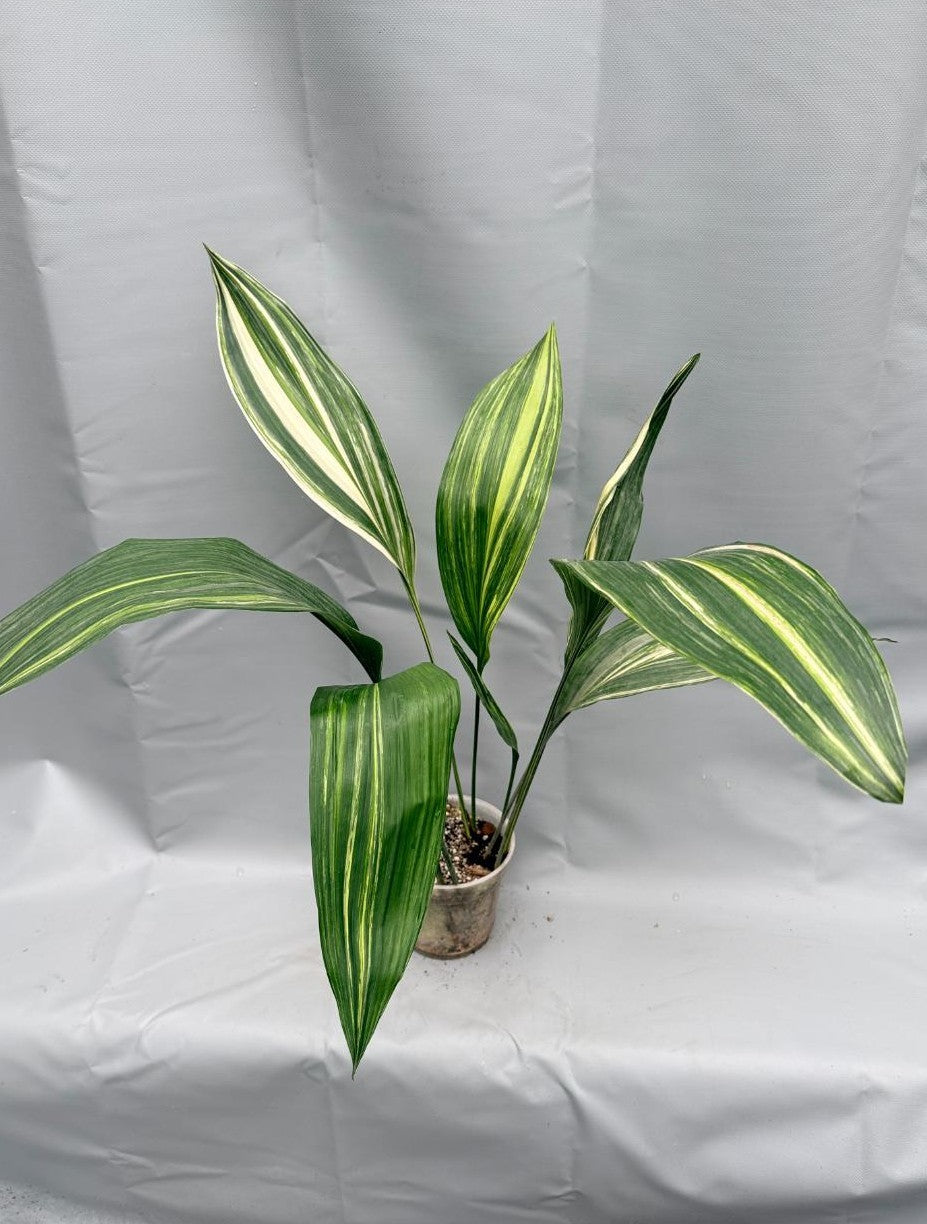 intera aspidistra varigata