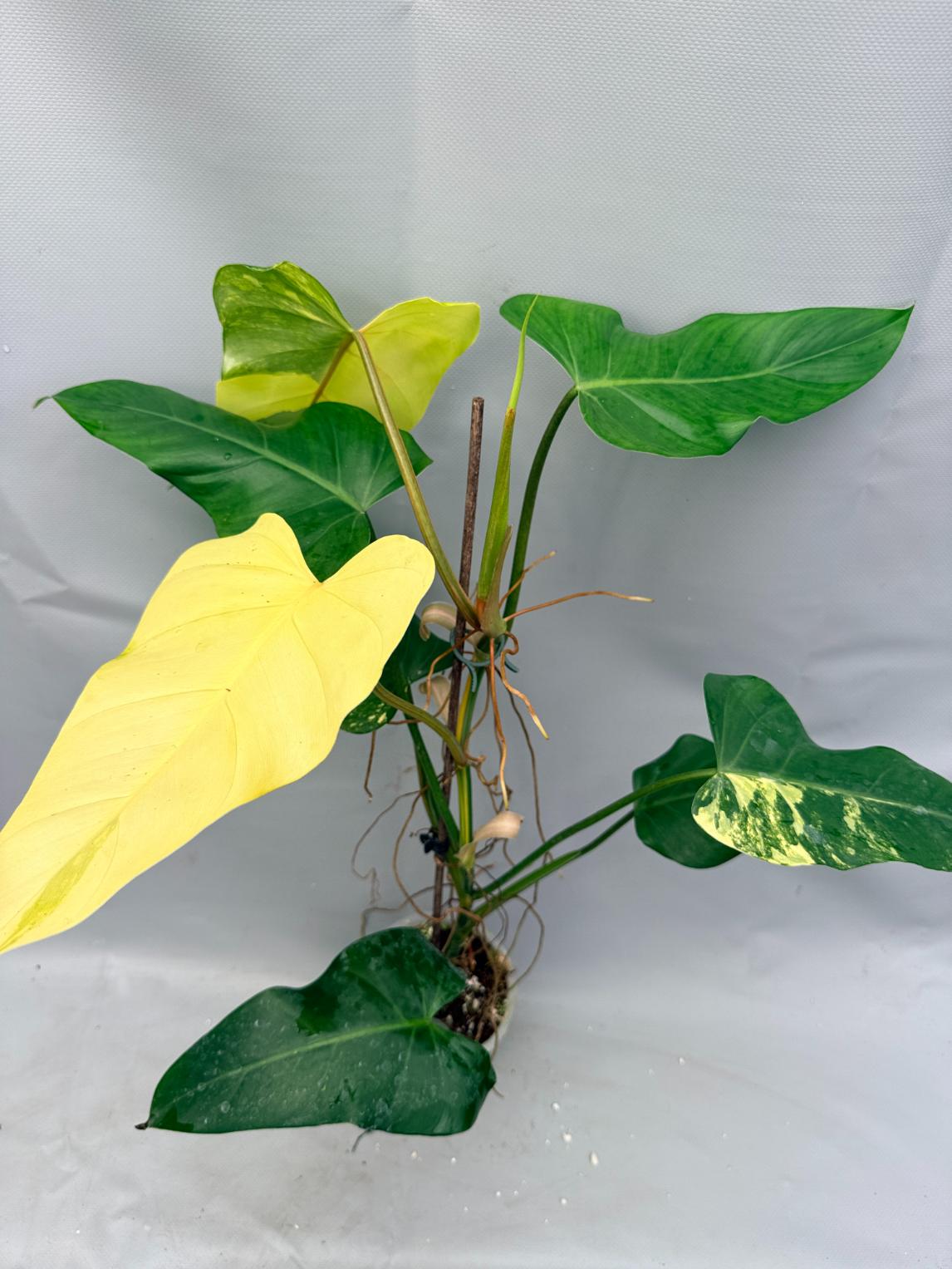 Philodendron Domesticum Variegata pianta 