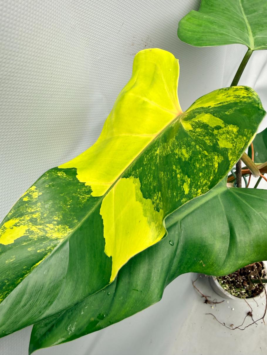 Philodendron Domesticum Variegata 2