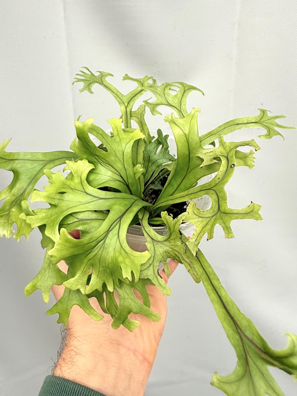 Microsorum FIREWORKS | Welovetropicalplants