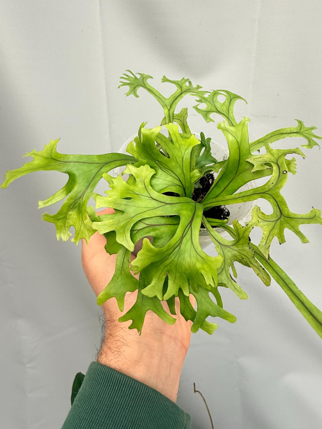 Microsorum FIREWORKS