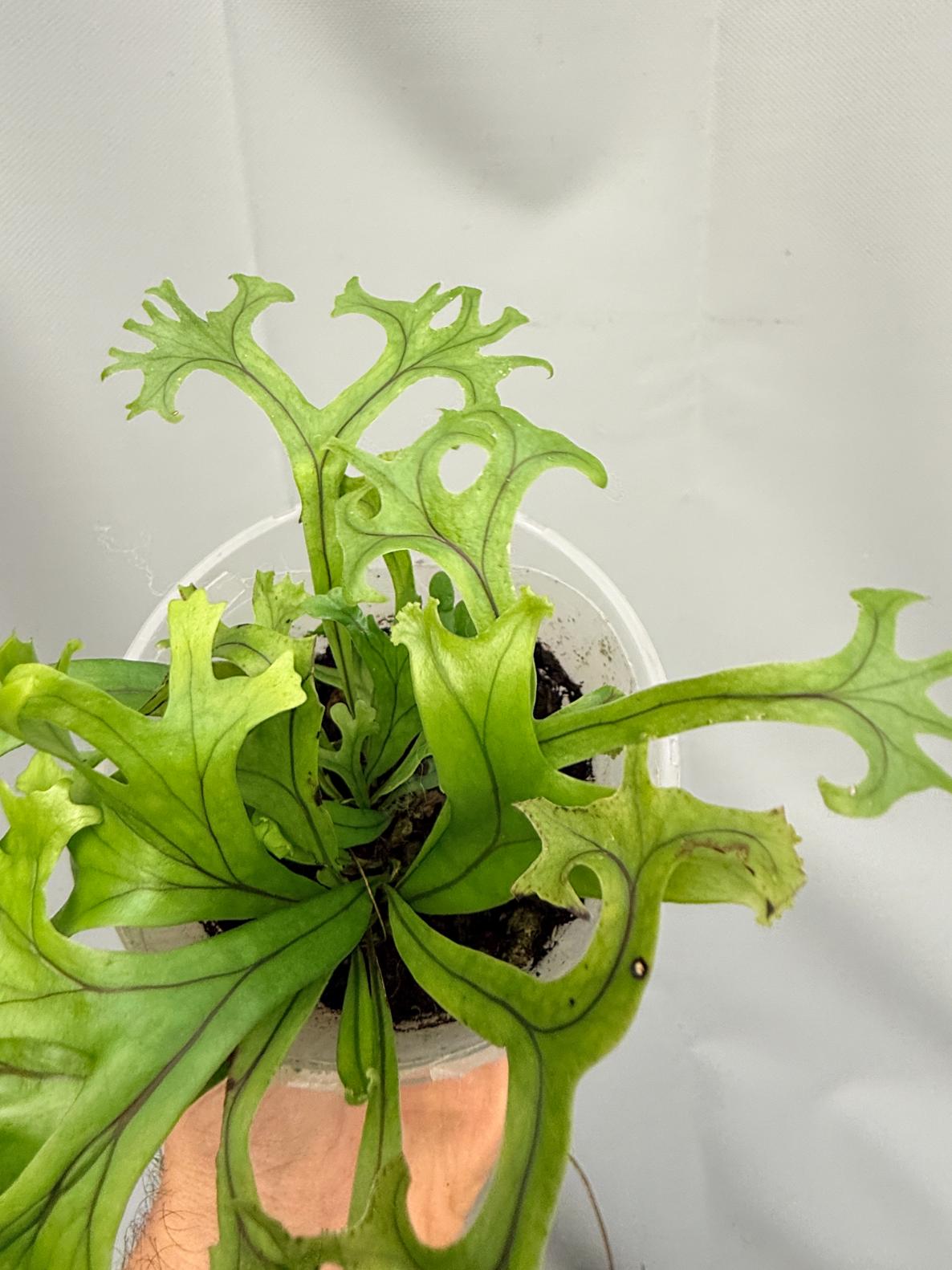Microsorum FIREWORKS