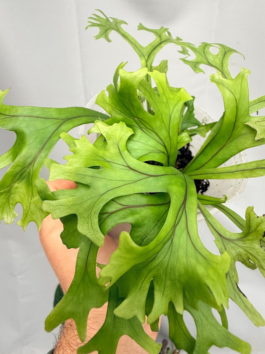 Microsorum FIREWORKS