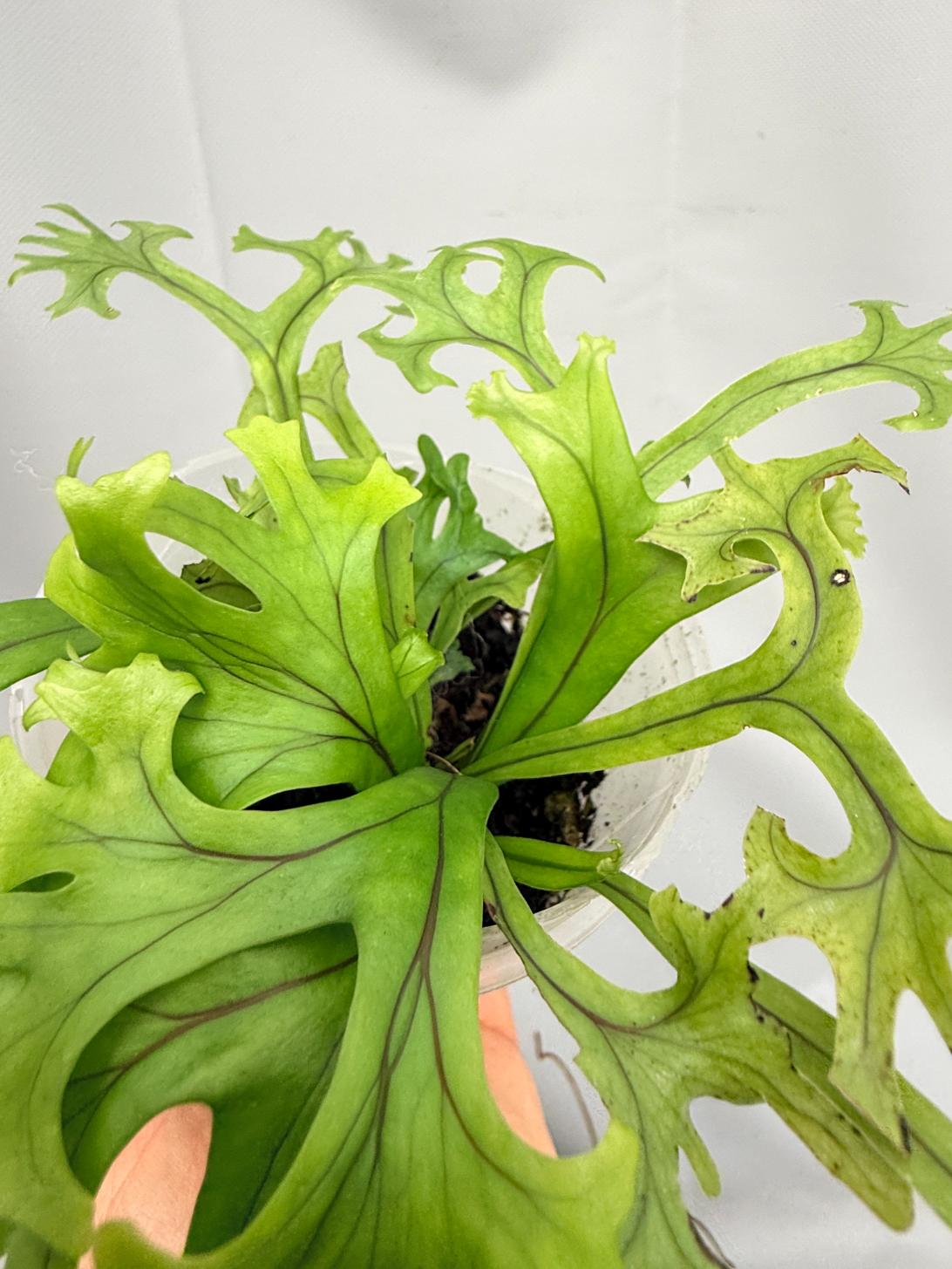 Microsorum FIREWORKS