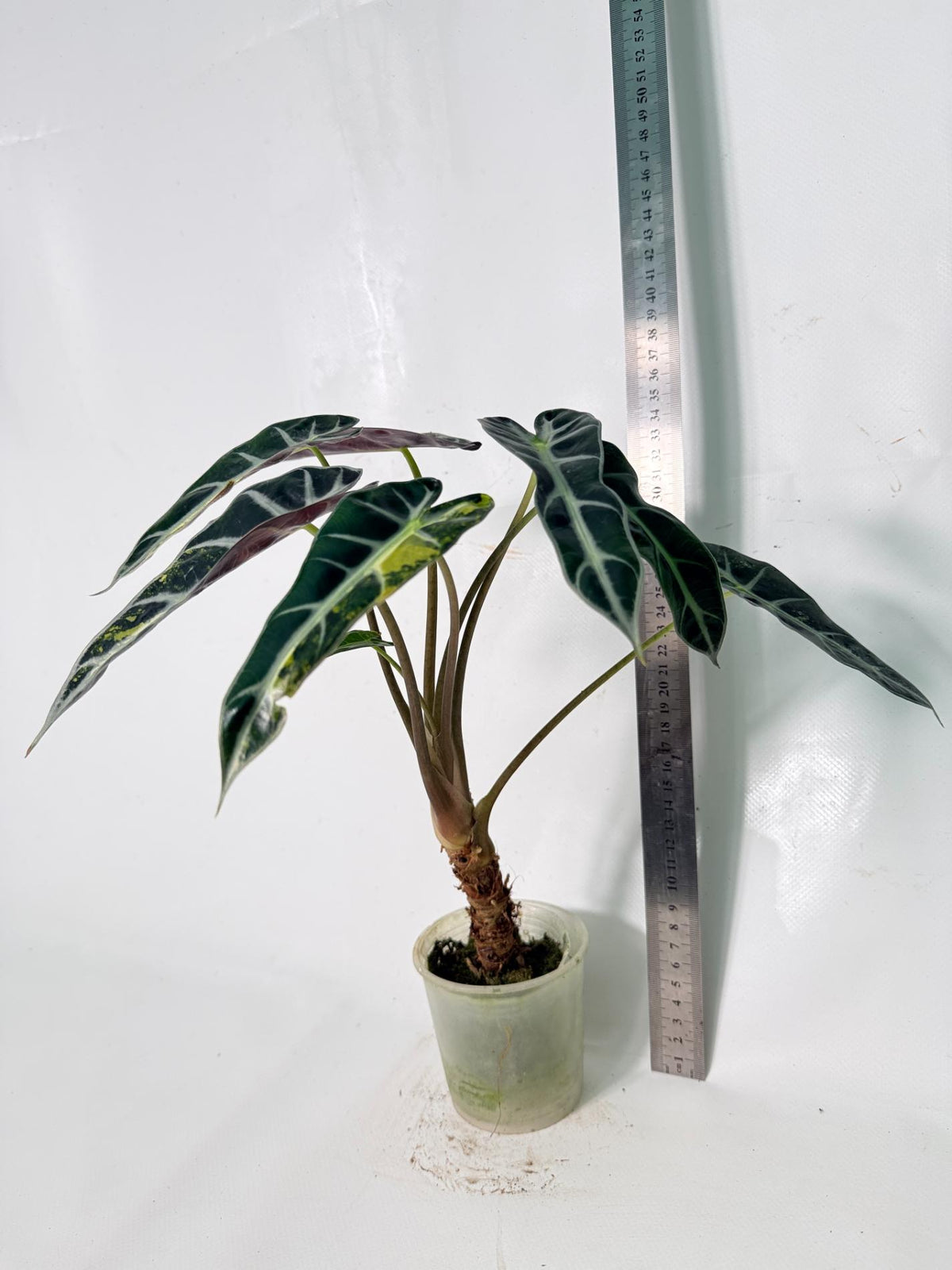 Alocasia Bambino Variegata Aurea 12
