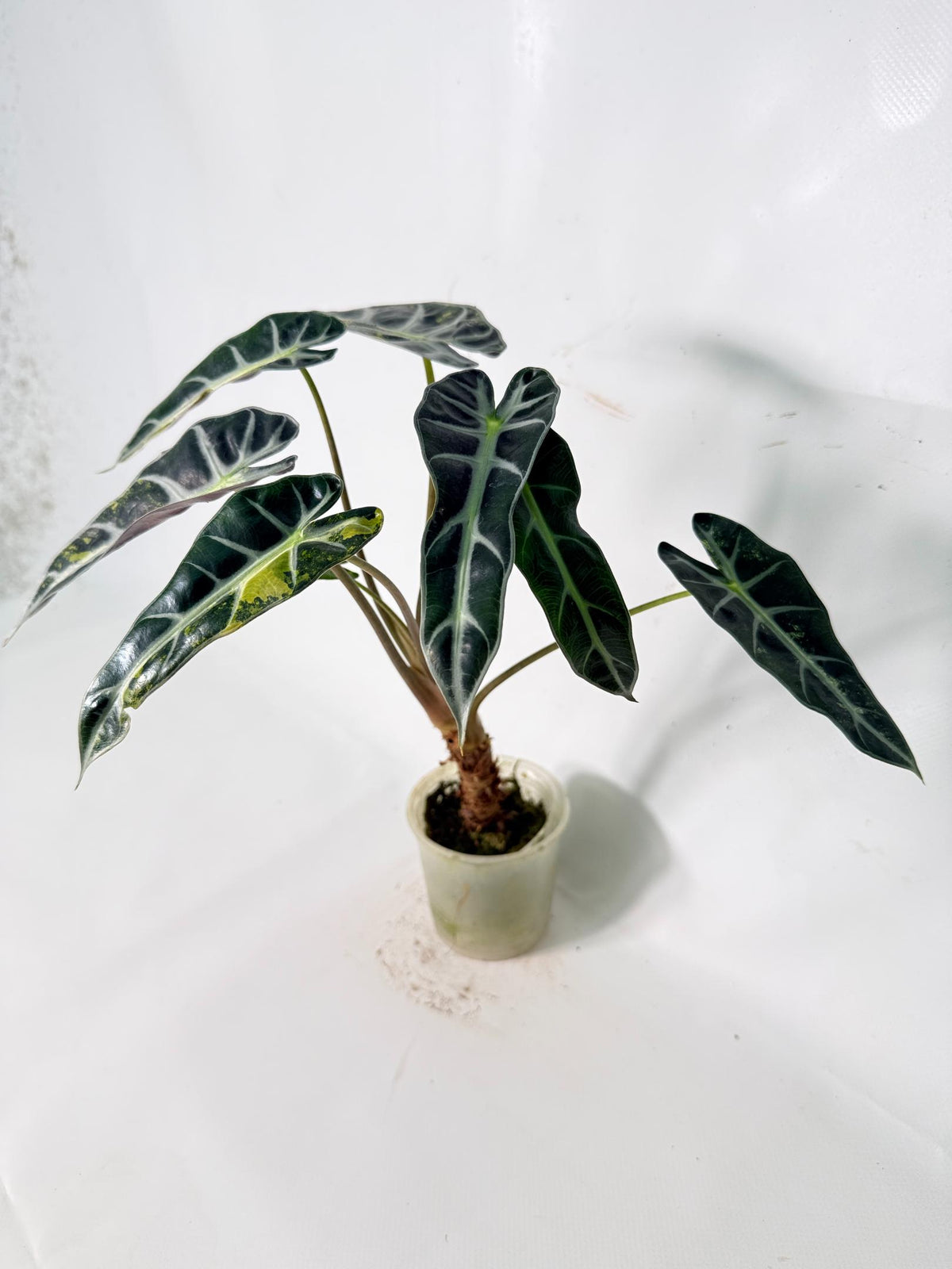 Alocasia Bambino Variegata Aurea 11
