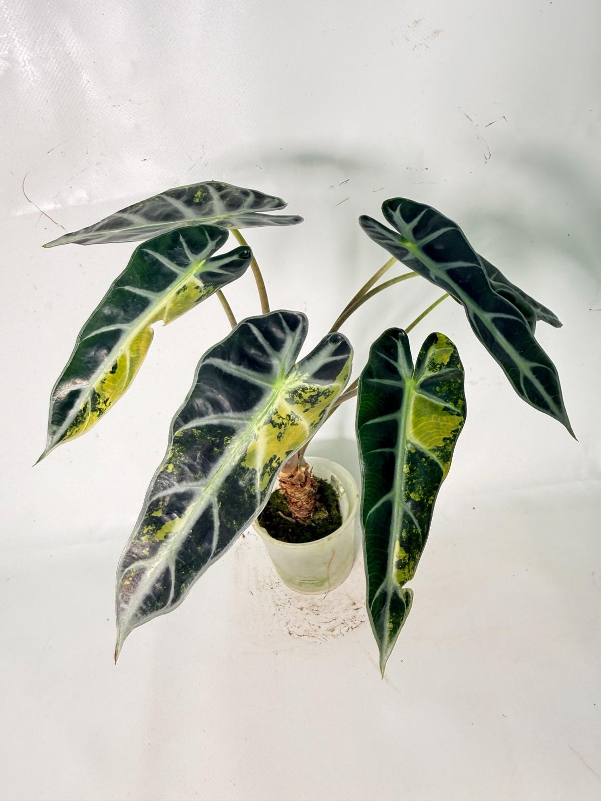 Alocasia Bambino Variegata Aurea 03