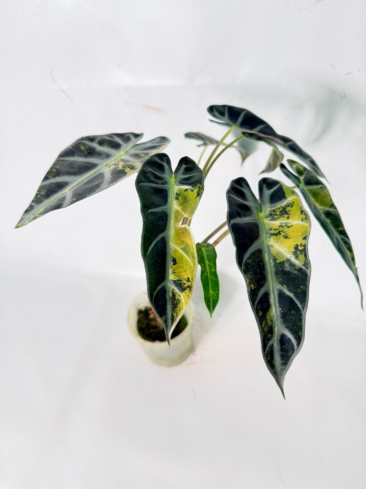 Alocasia Bambino Variegata Aurea 04
