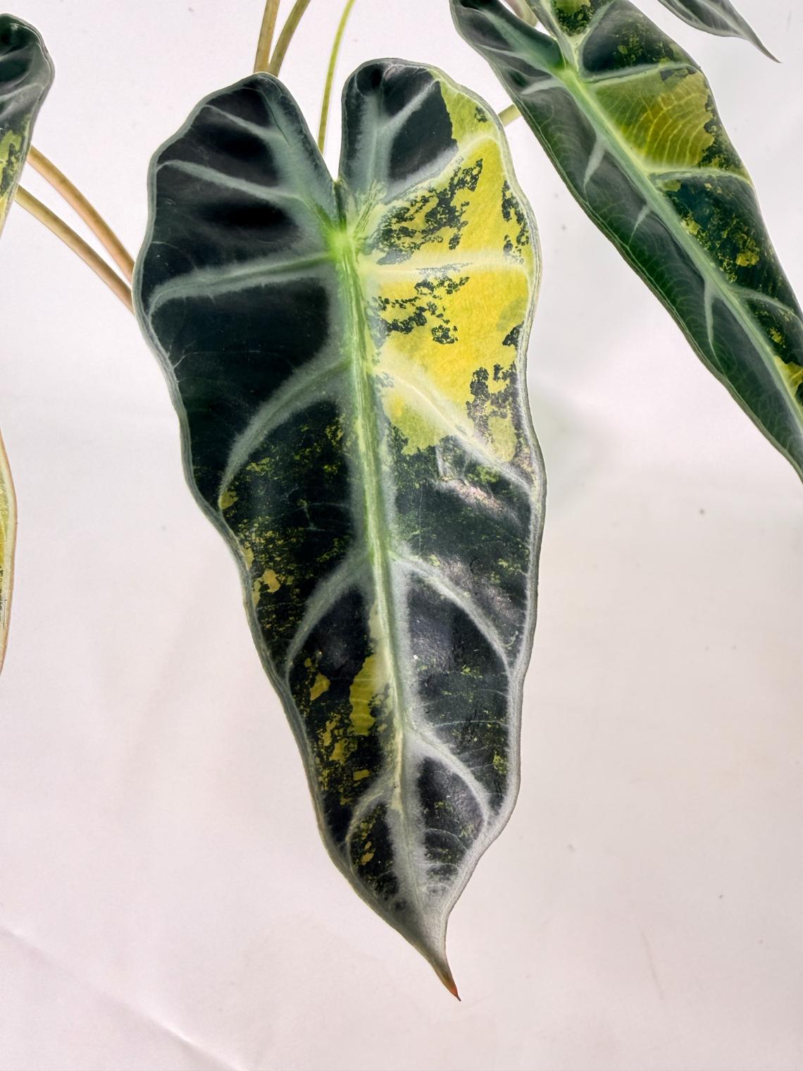 Alocasia Bambino Variegata Aurea 05