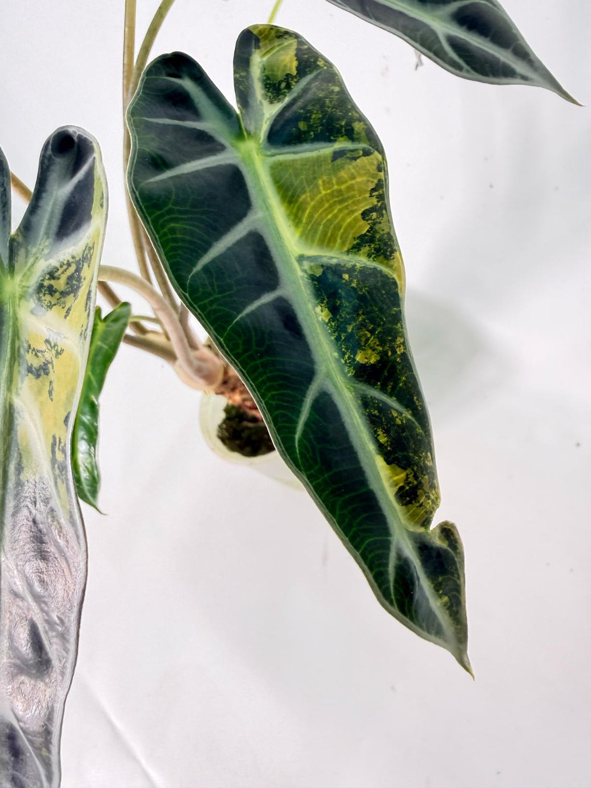 Alocasia Bambino Variegata Aurea 06