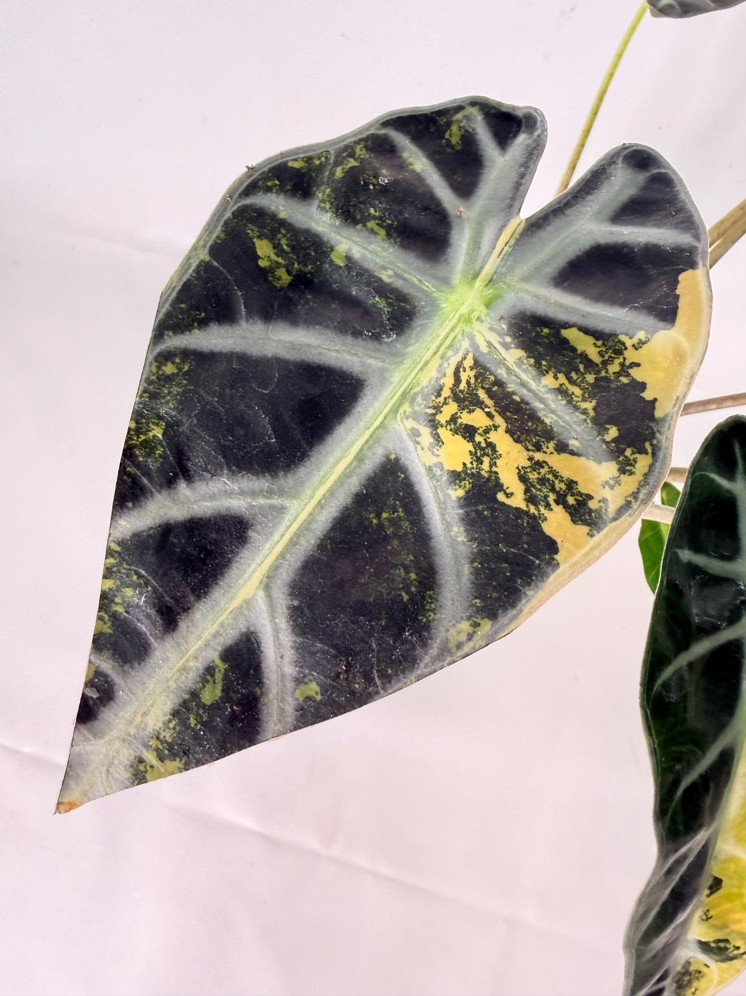 Alocasia Bambino Variegata Aurea 07