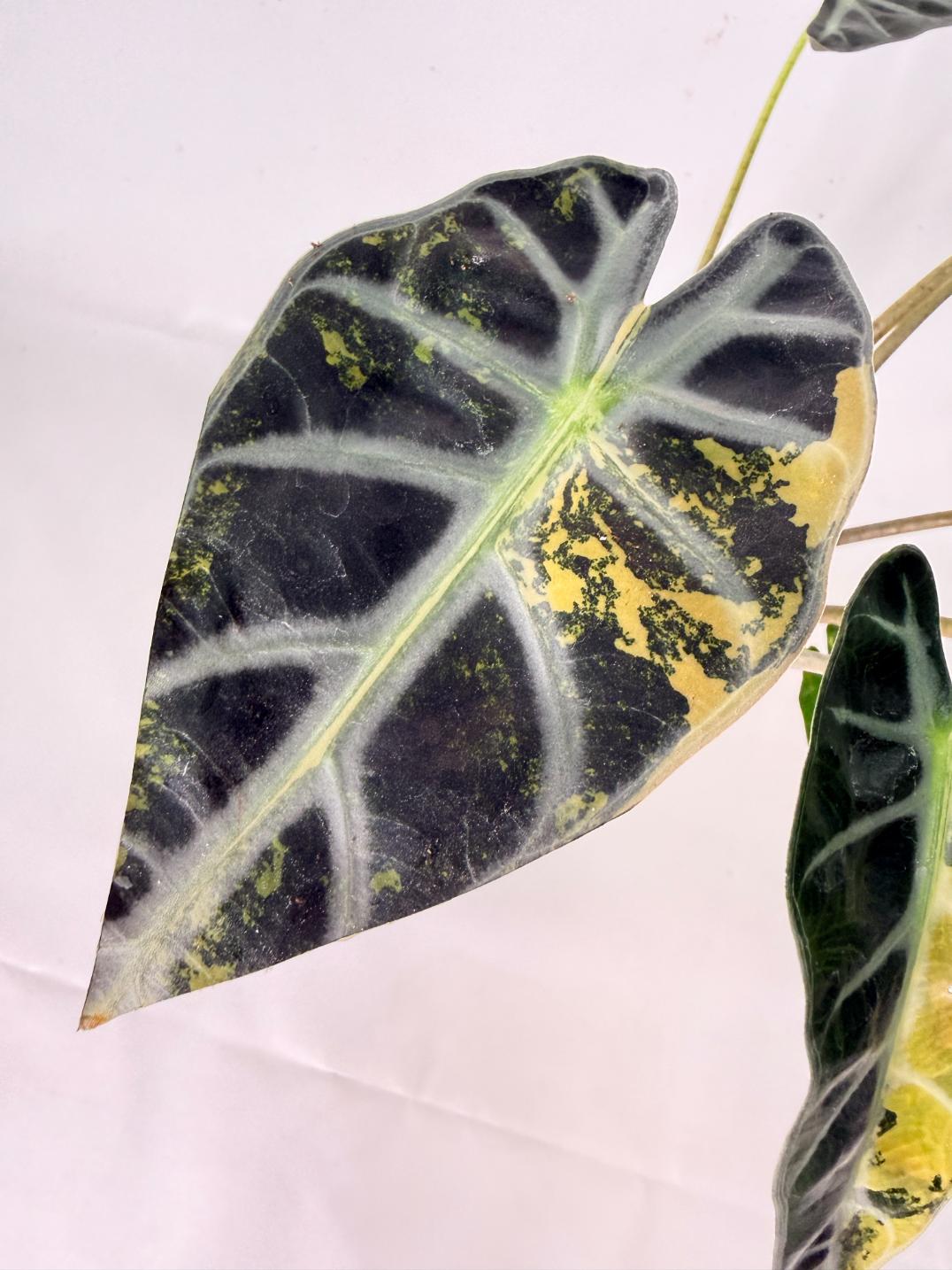 Alocasia Bambino Variegata Aurea 08