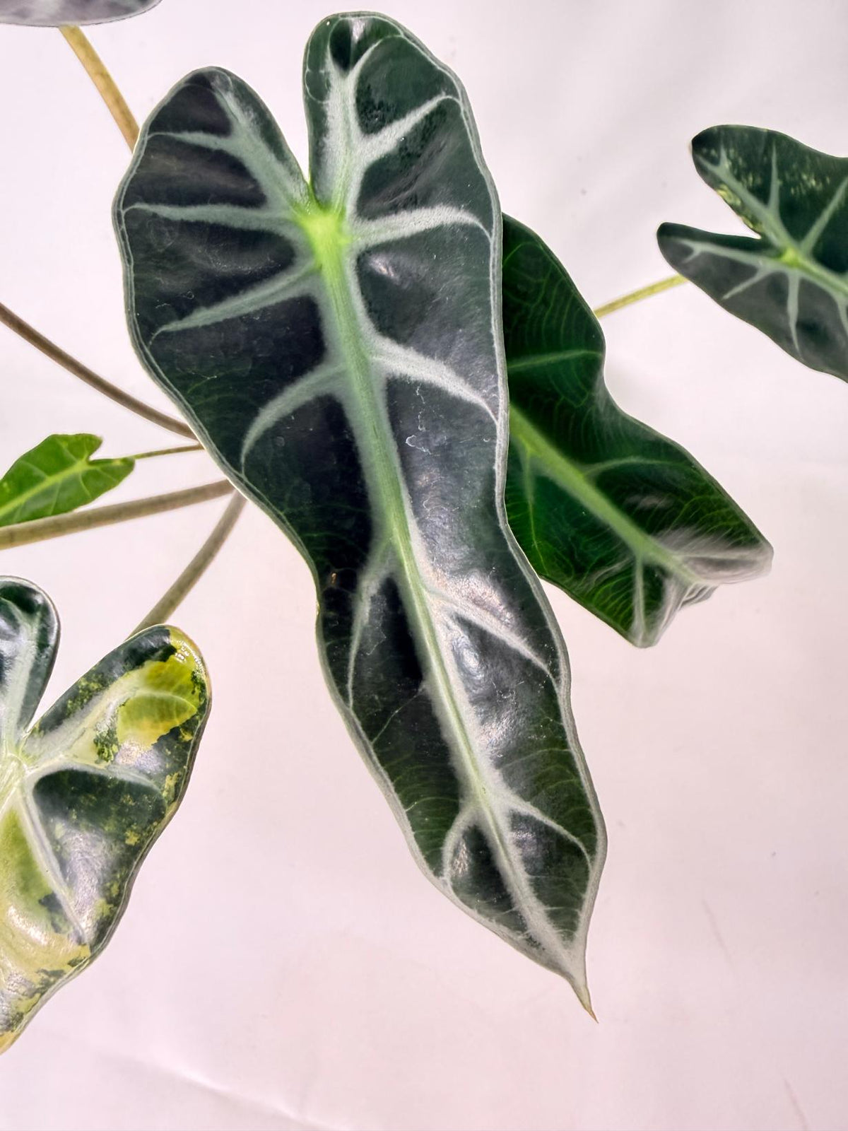 Alocasia Bambino Variegata Aurea 09