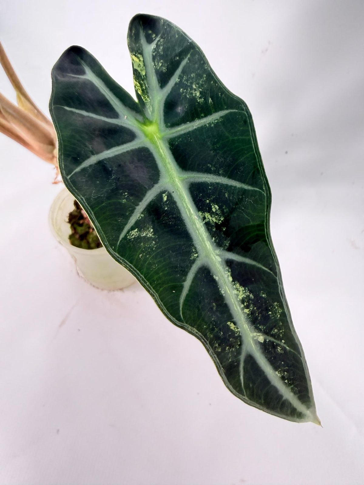 Alocasia Bambino Variegata Aurea 10