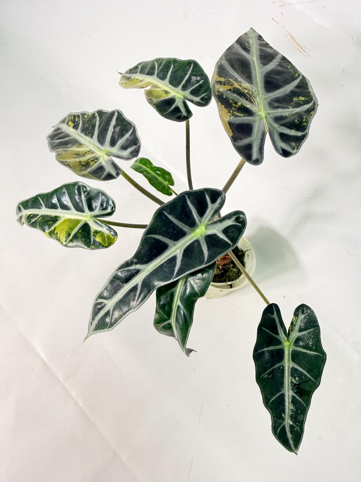 Alocasia Bambino Variegata Aurea 02