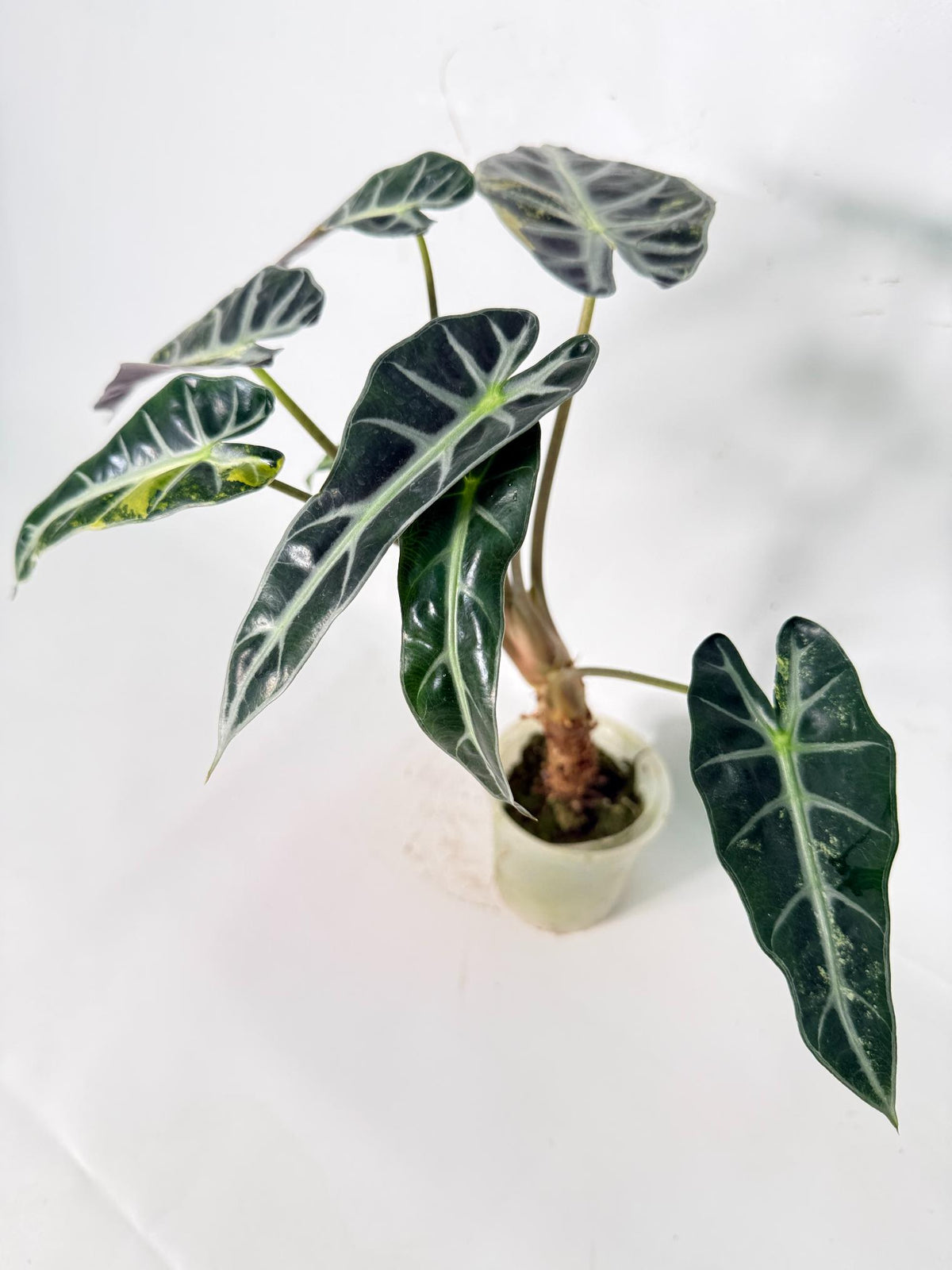 Alocasia Bambino Variegata Aurea 01