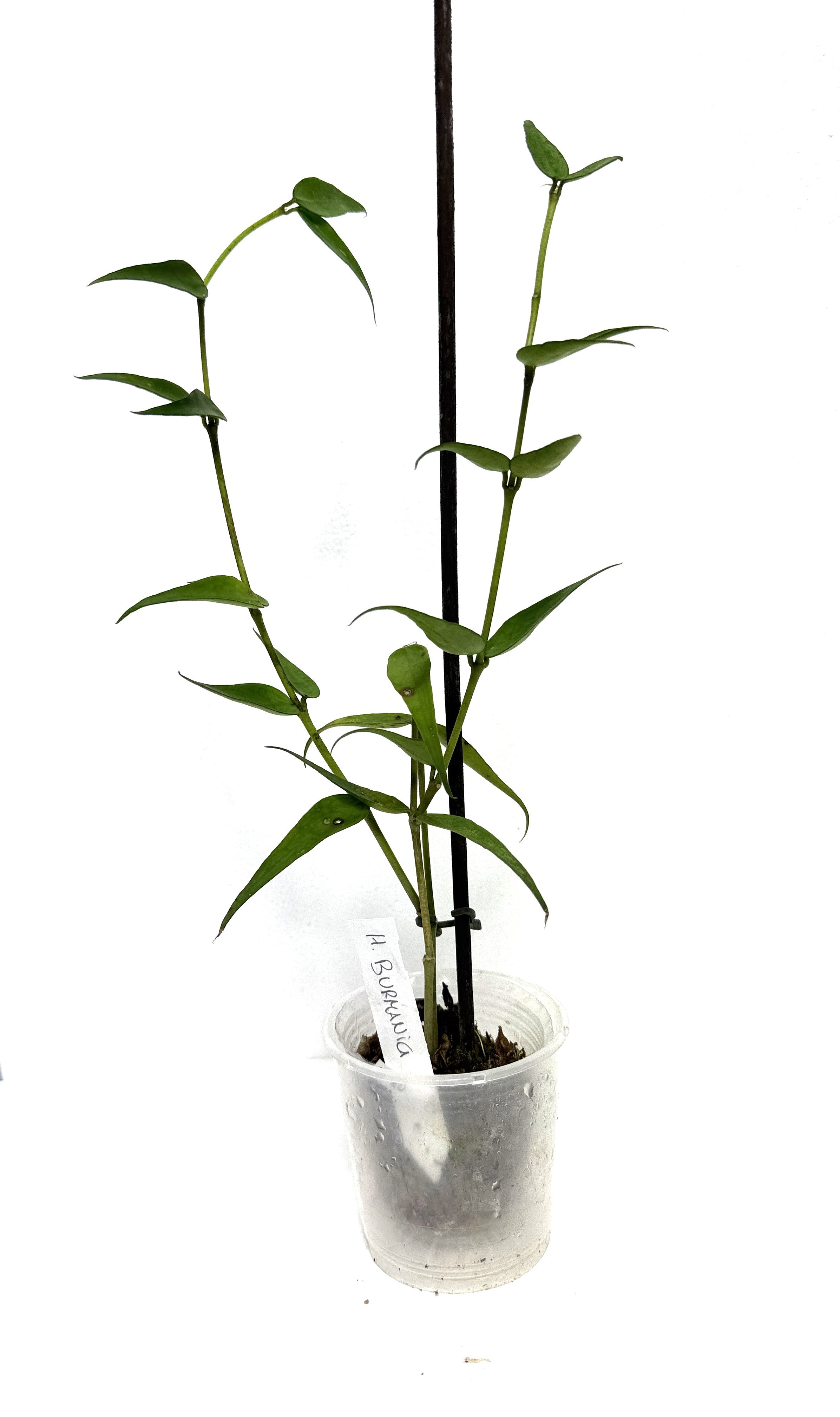 Hoya Burmanica 