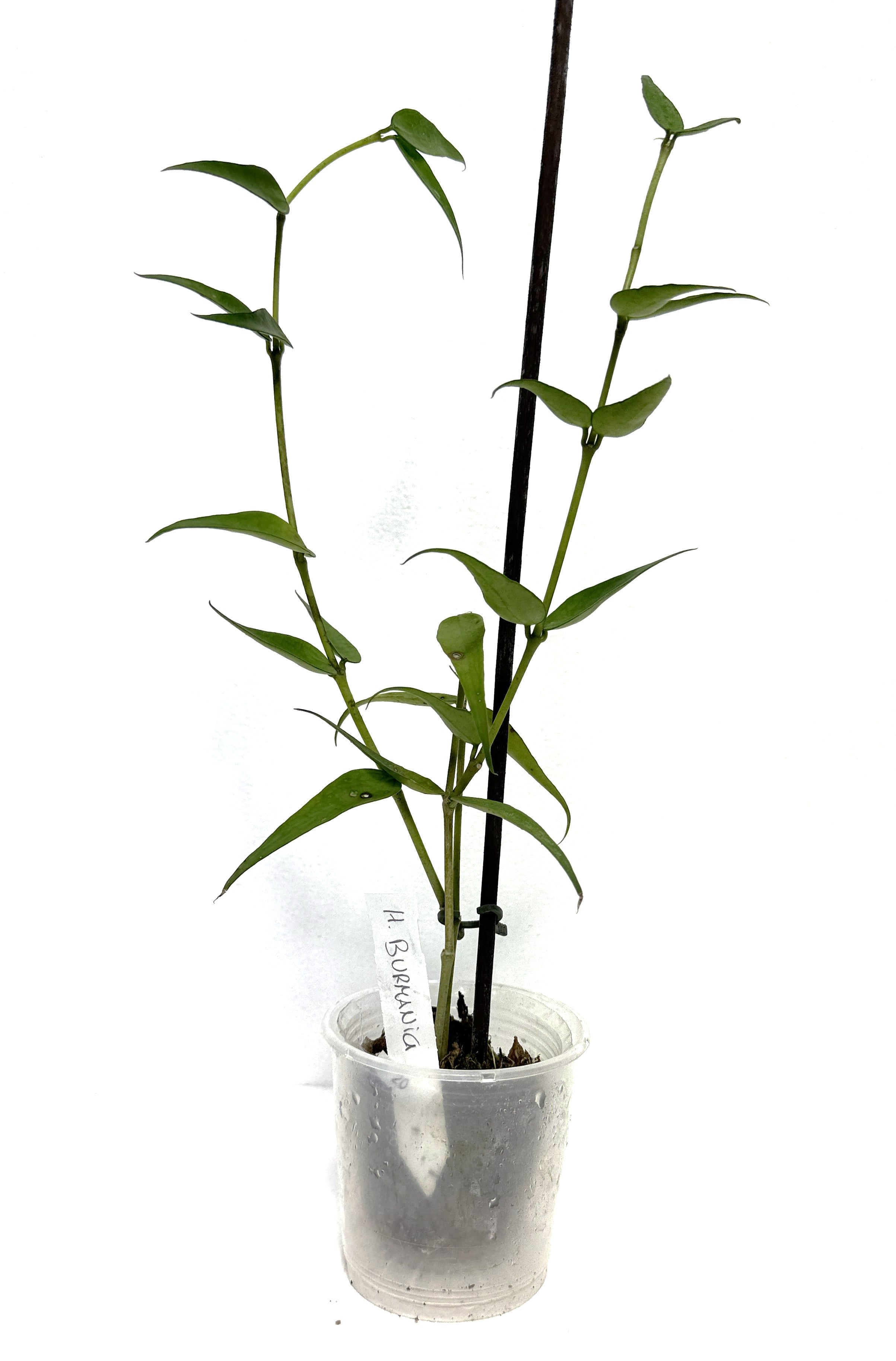 Hoya Burmanica 