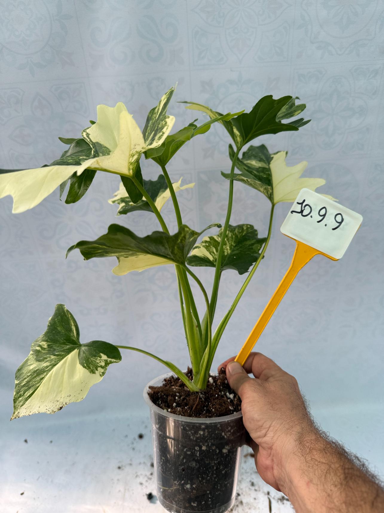 philodendron bipinnatifidum white variegata Thaumatophyllum Bipinnatifidum variegated